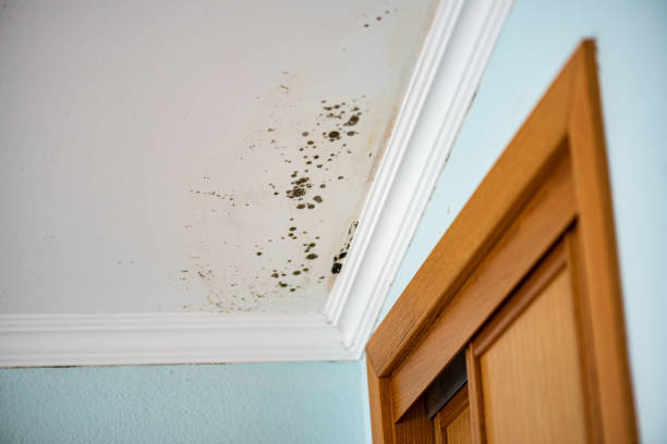 Best Mold Damage Repair  in , AZ